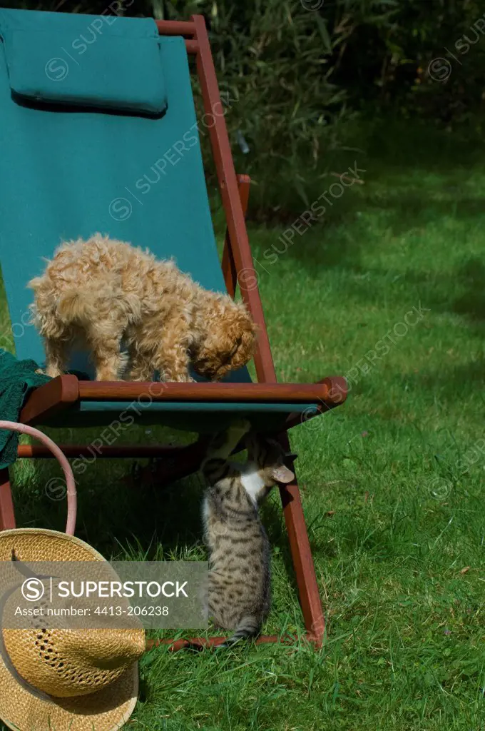 Miniature poodle and kitten playing on a garden deckchair