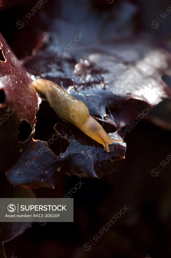 Garden arion on a lettuce leaf