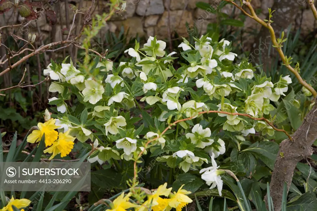 Lenten roses and Narcissus at spring France