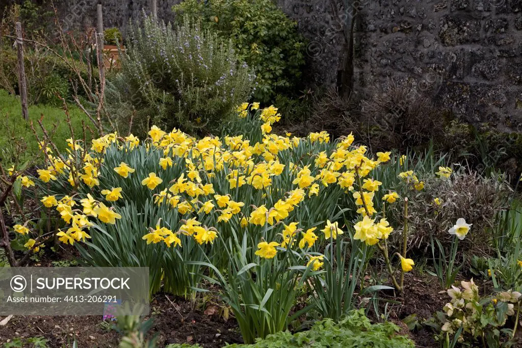 Daffodils at spring France