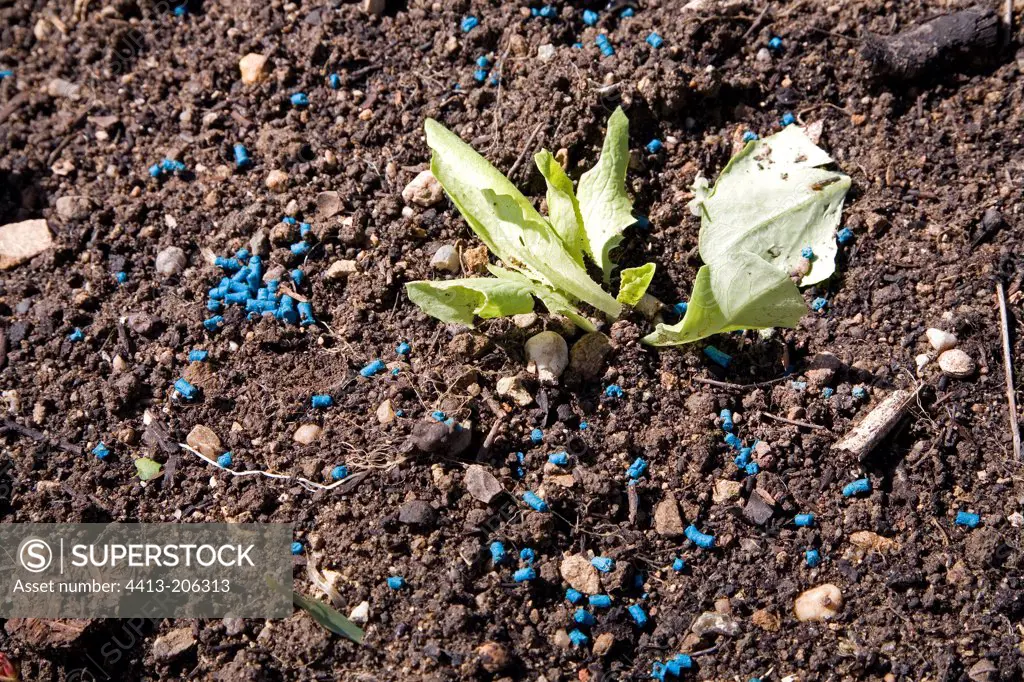 Young plant salad just replanting and granules anti slugs