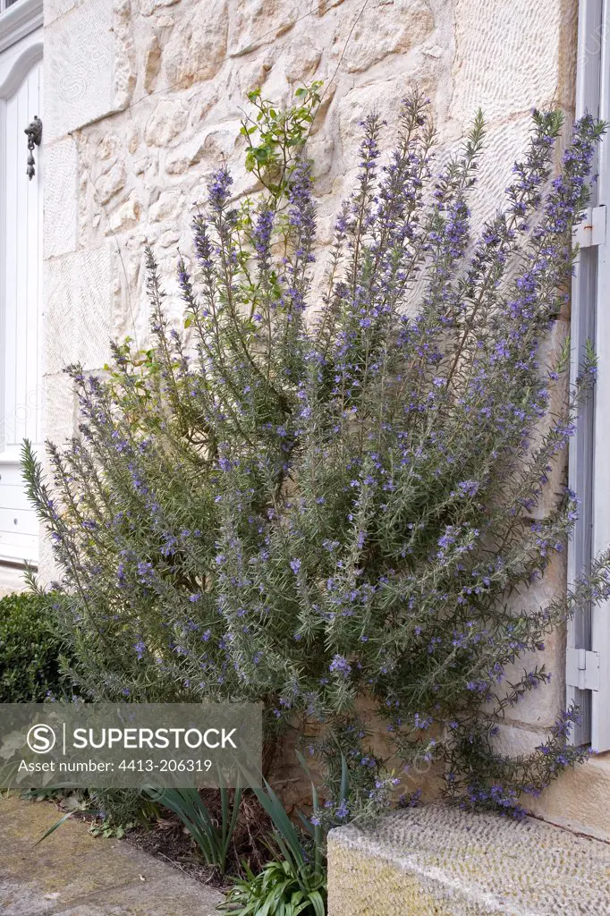 Rosemary flowers in a storefront on France