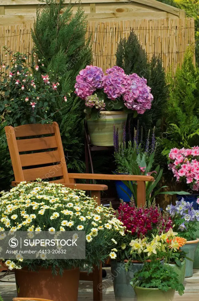 Plants in bloom on a garden terrace