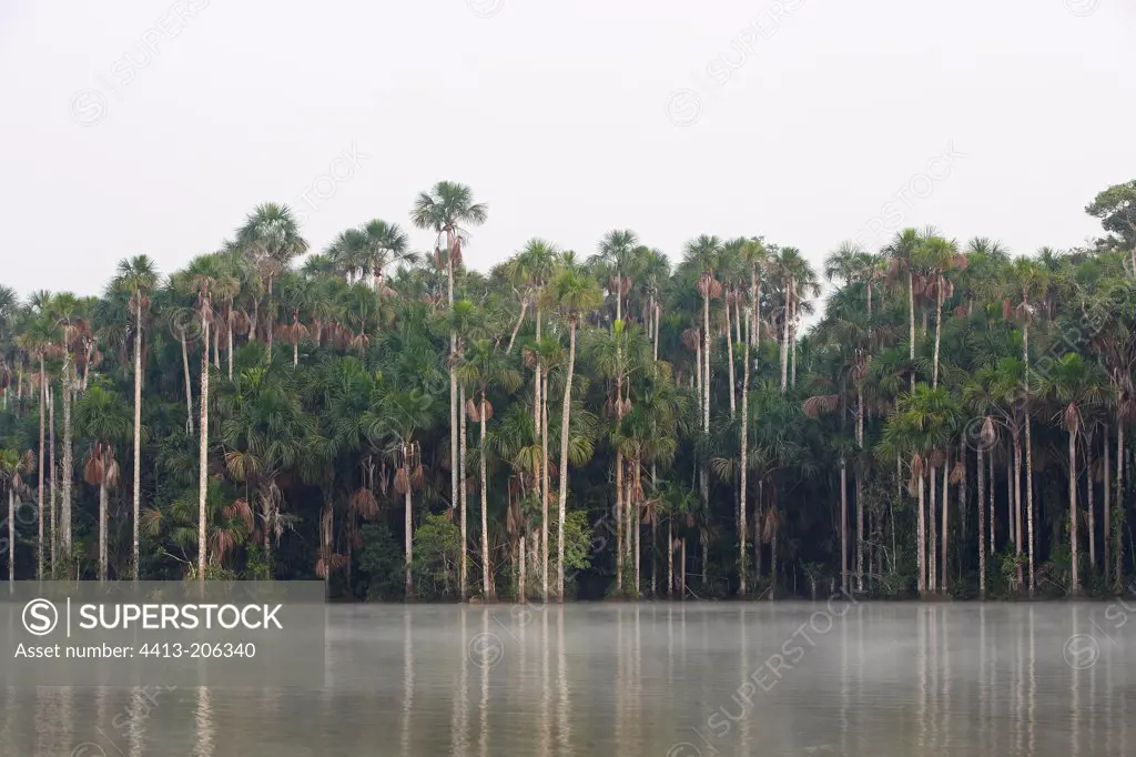 Reflecting Palms Lake Sandoval on the river Madre Dios