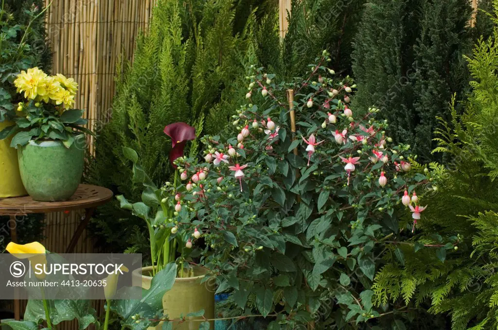 Fuchsia and plants in bloom on a garden terrace