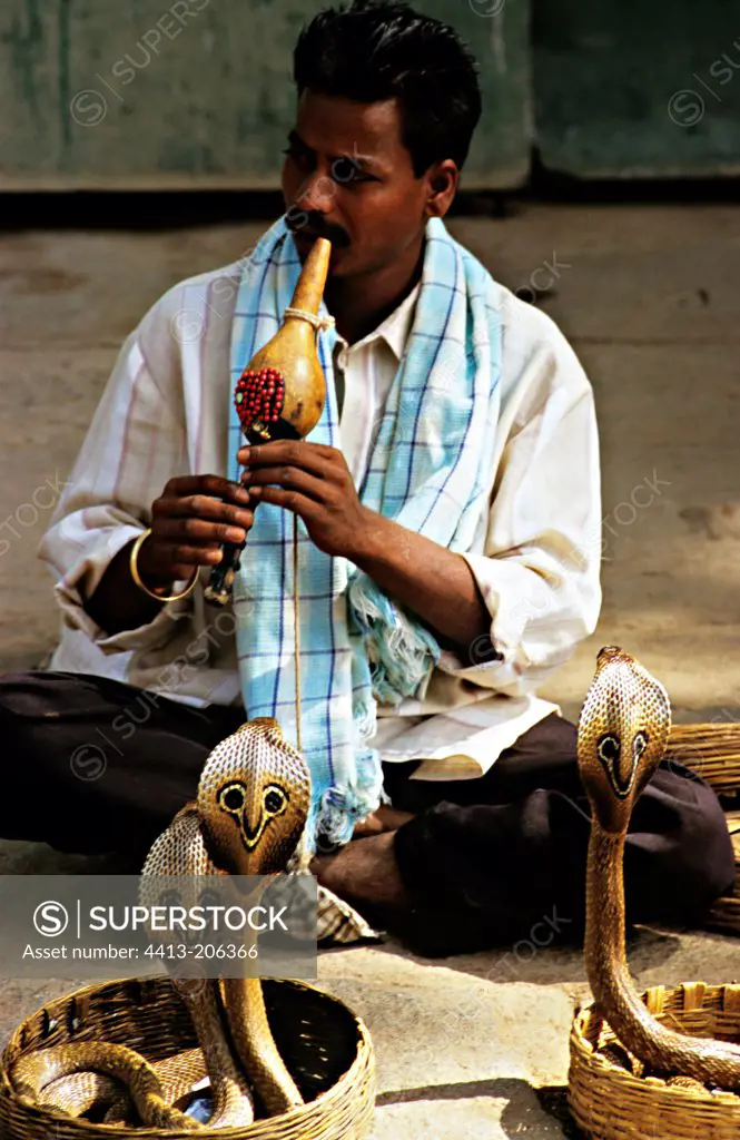 Snake charmer with his Indian cobras India
