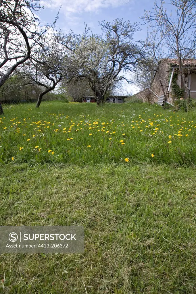 Lawn flowered cut partially in a small orchard France