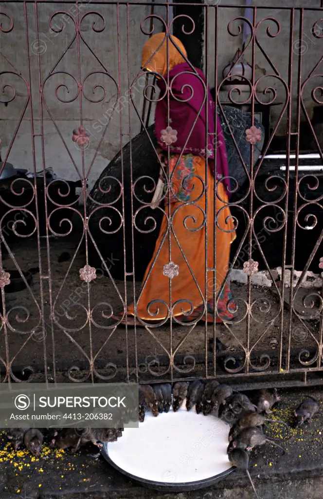 Sacred rats drinking milk Temple of Karni Mata India