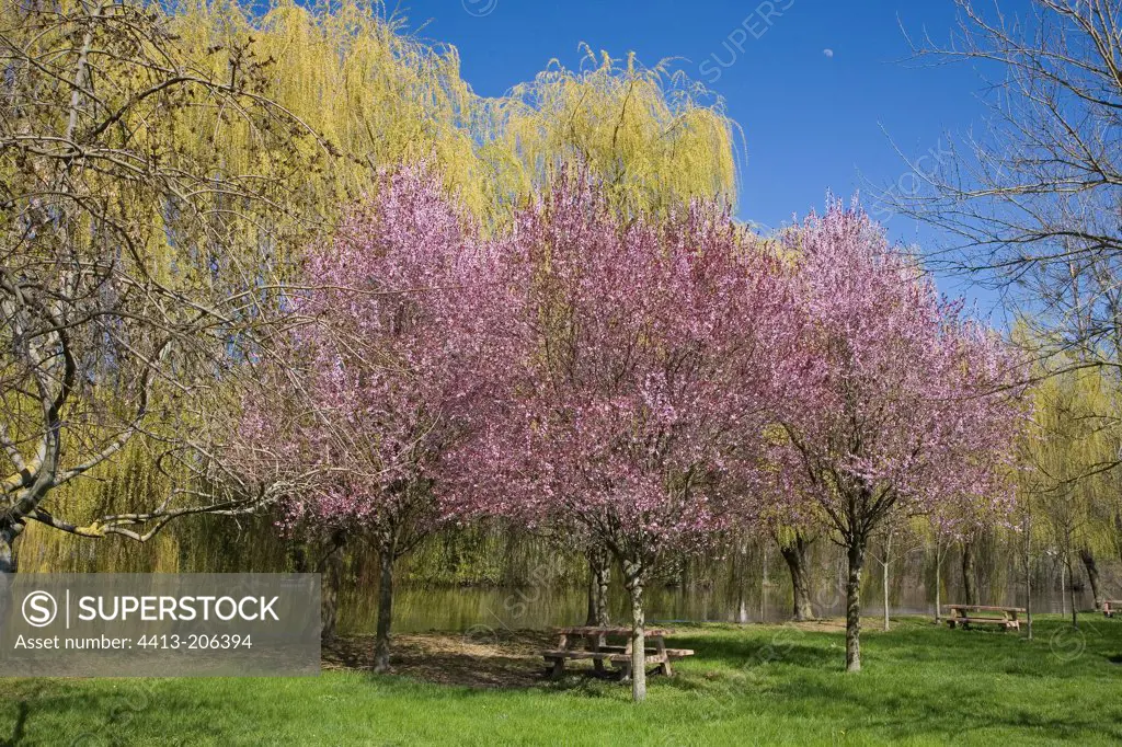 Plum Flower 'pissardi' and Weeping Willow France