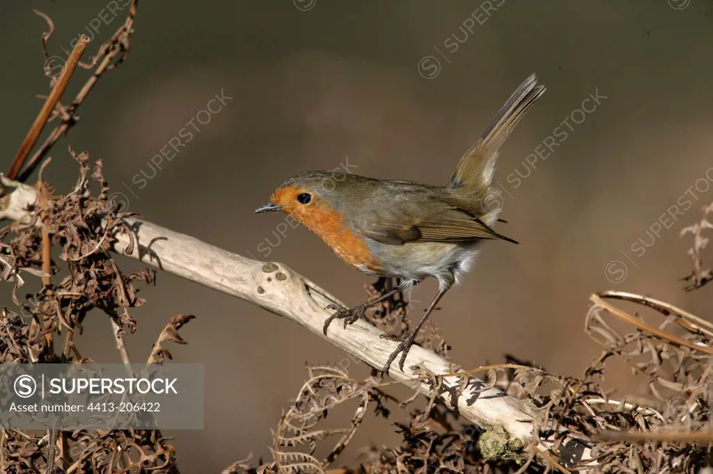 Robin on a branch United-Kingdom