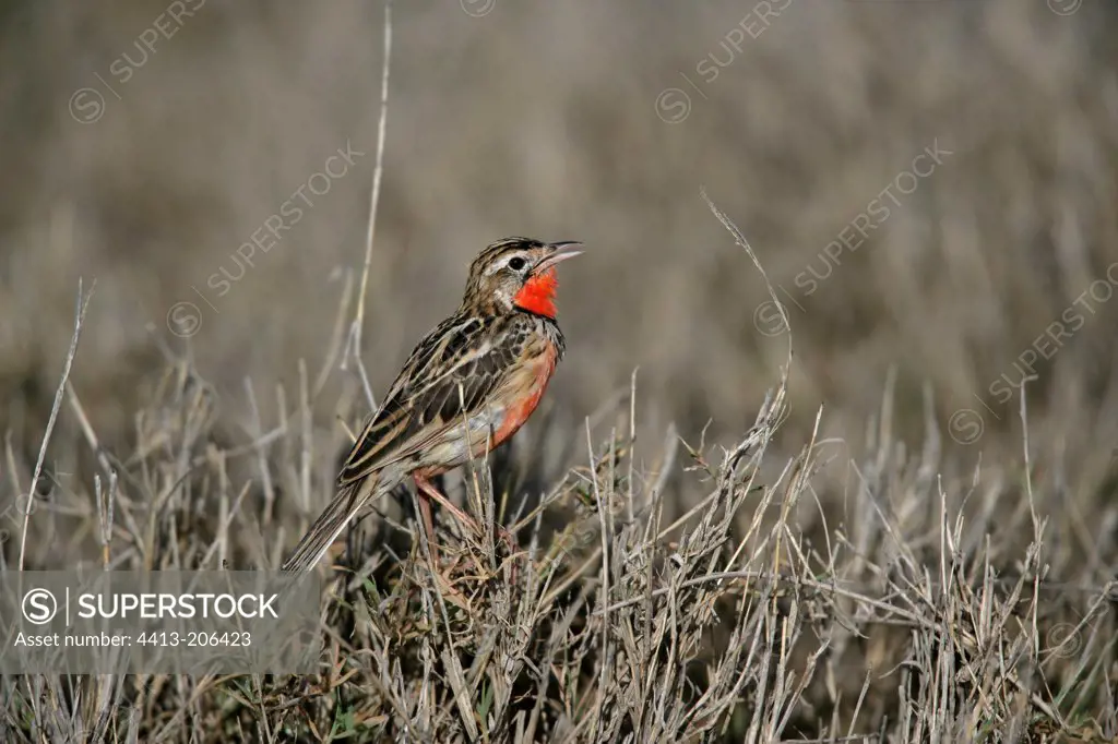 Rosy-breasted longclaw on the ground Tanzania