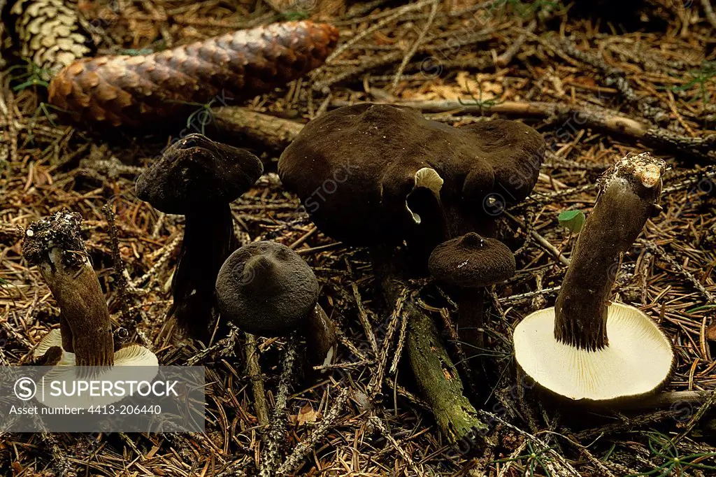 Group of Chocolate Milkies in coniferous undergrowth