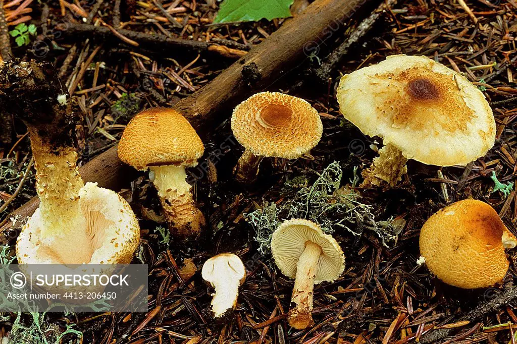 Parasol mushrooms in coniferous undergrowth