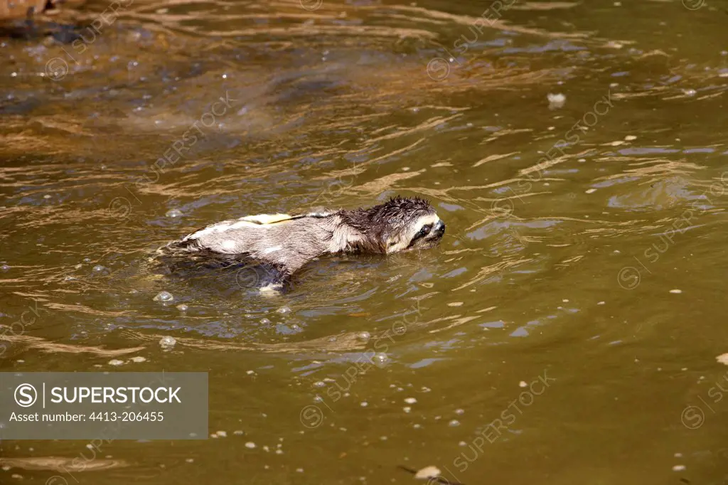 Pale-throated three-toed sloth swimming in the water