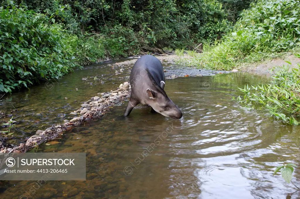 Tapir feet in the water in the Amazon forest Peru