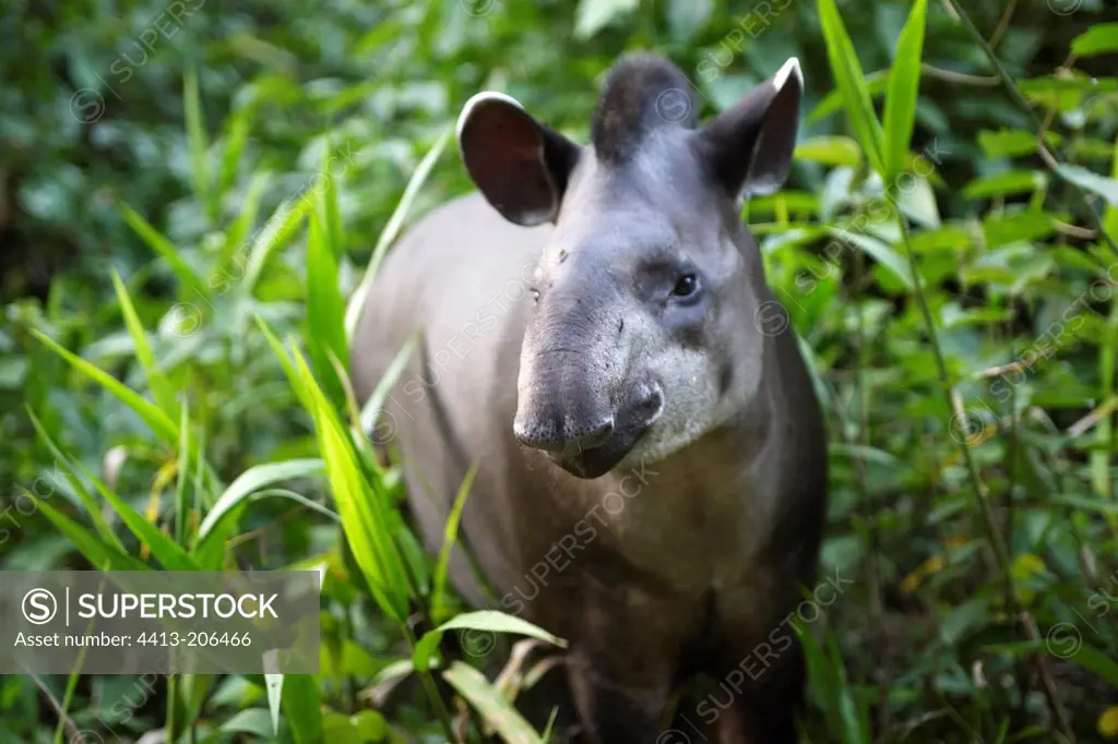 Portrait of a Tapir in the forest Peru