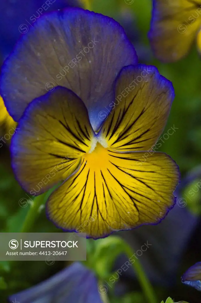 Flower of Violet 'Blue Butterfly'