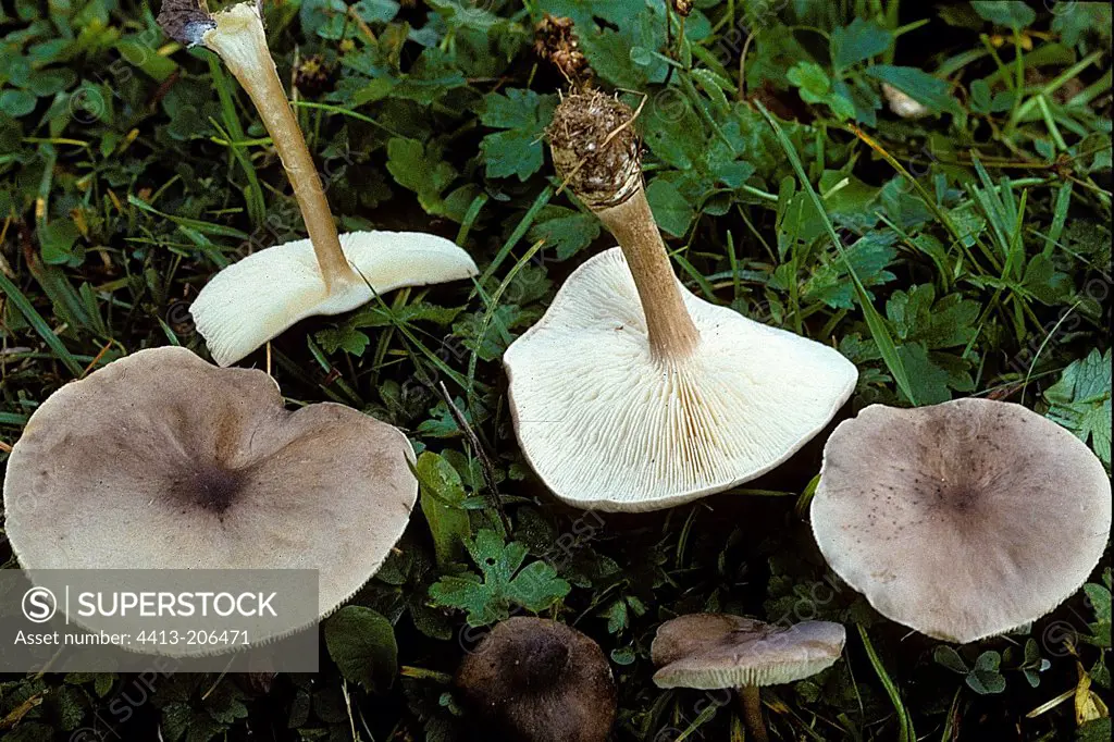 Group of toadstools