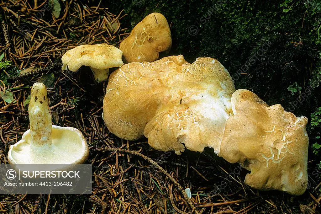 Sheep polypores in coniferous undergrowth