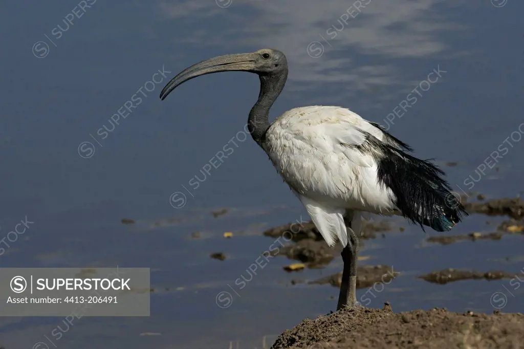 Sacred ibis near water Tanzania