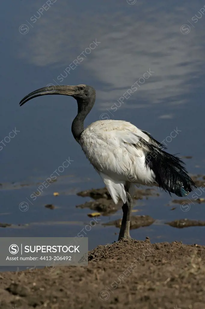 Sacred ibis near water Tanzania