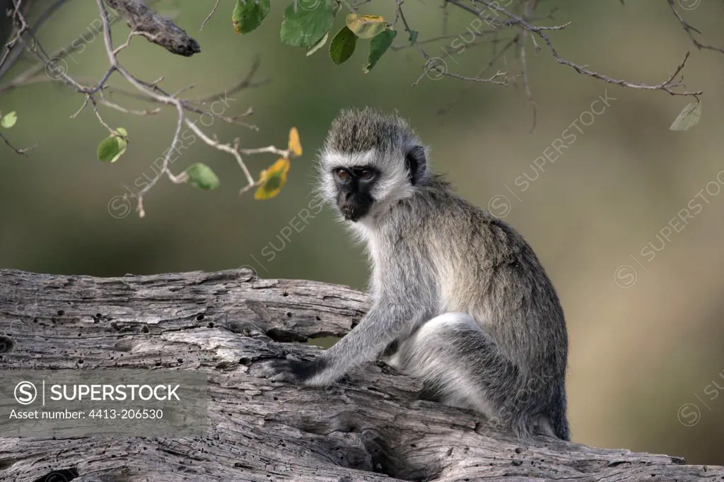 Young Vervet monkey sitting on a branch Tanzania