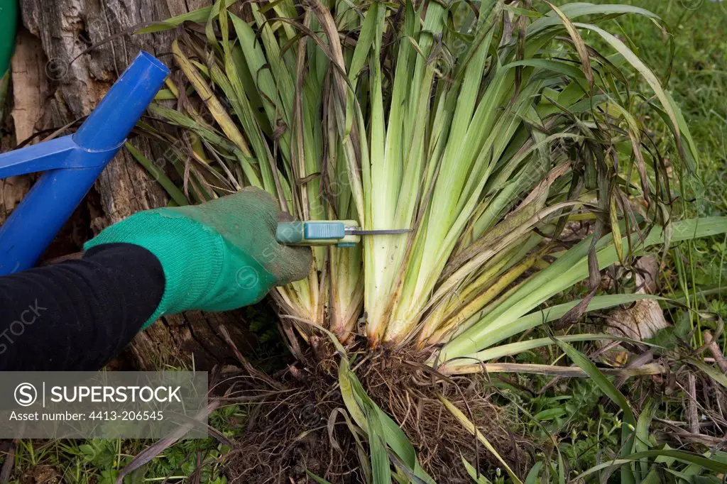 Division of a tuft Sisyrinchium perennial France