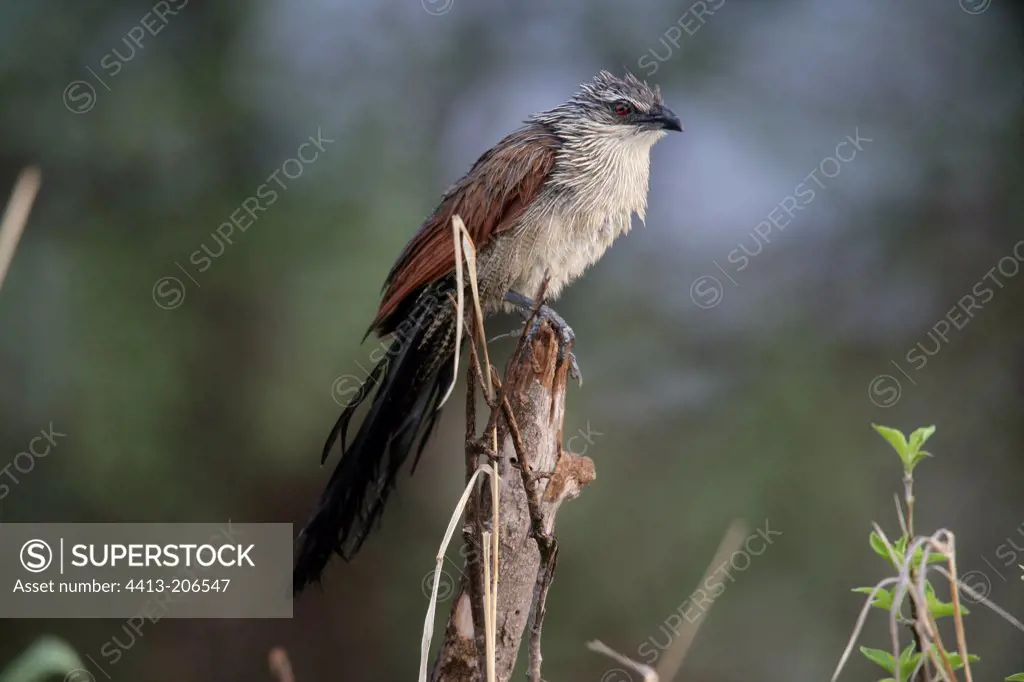 White-browed coucal on a branch Tanzania