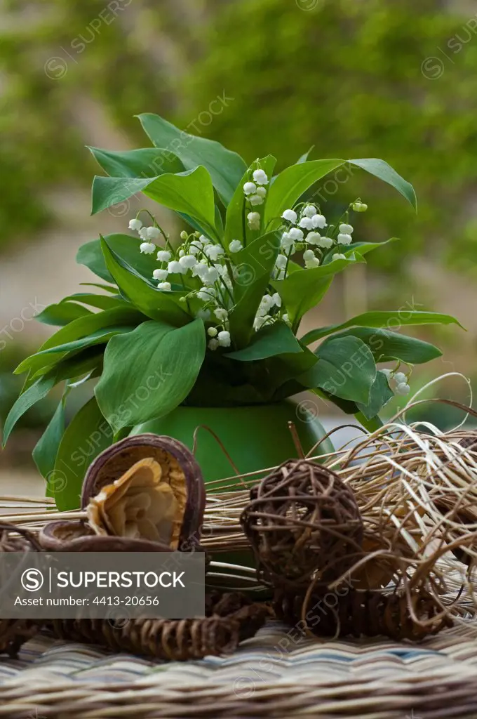 Bouquet of Lily-of-the-valley in a vase