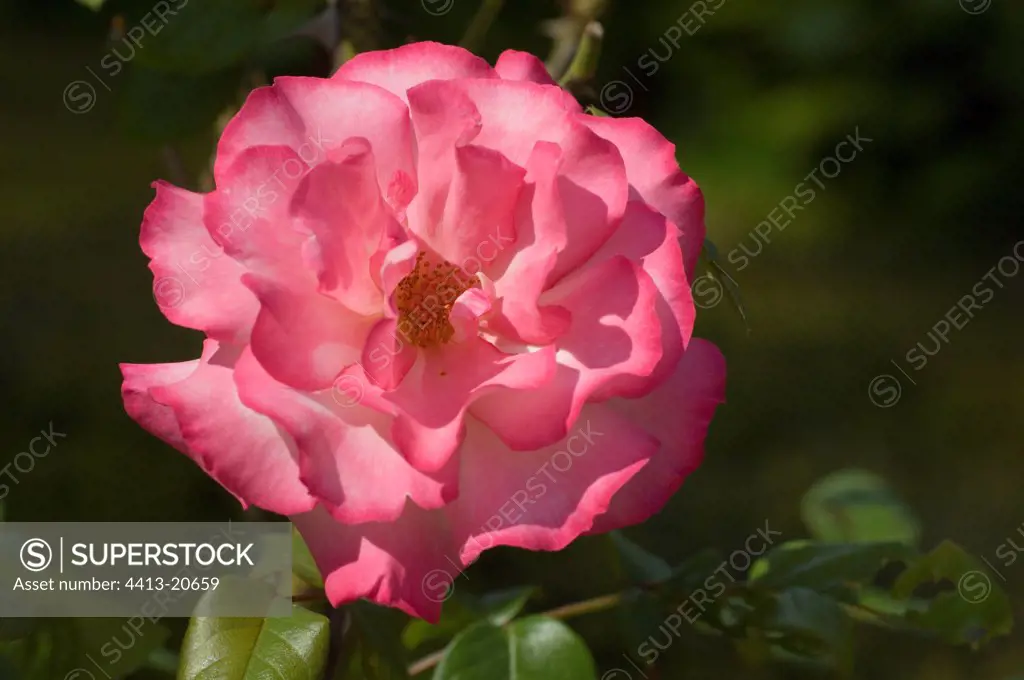 Rose 'Handel' in a garden