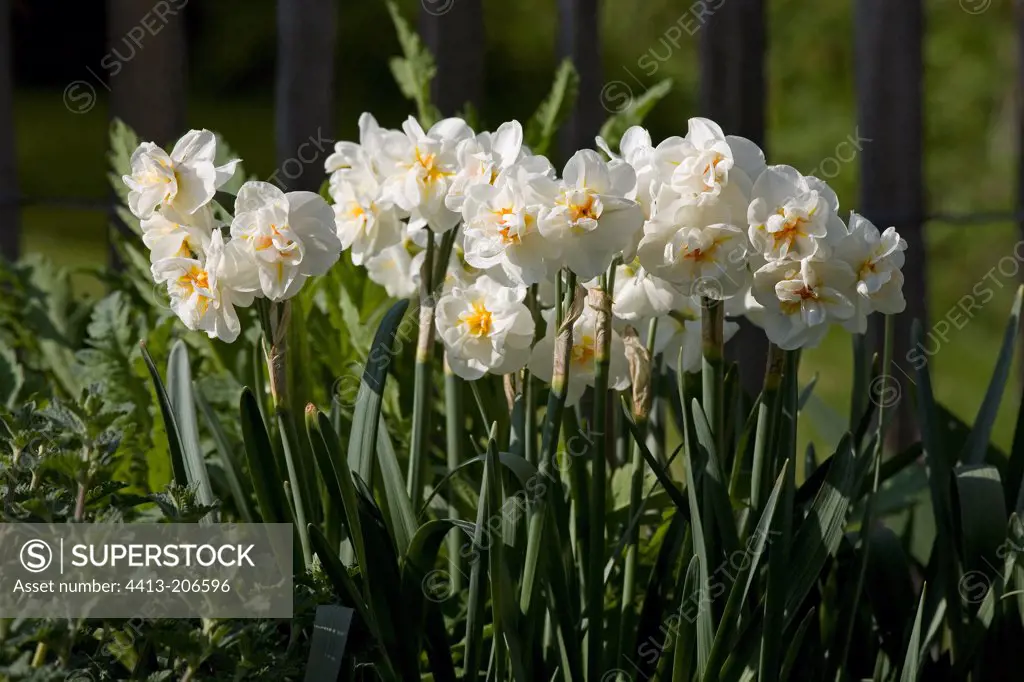 Narcissus 'Bridal Crown' in a private garden France