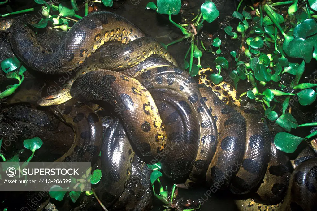 Mating of green Anacondas in a swamp Venezuela