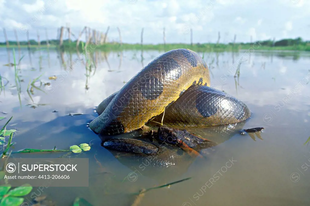 Green Anaconda suffocating a common caiman Venezuelan Llanos