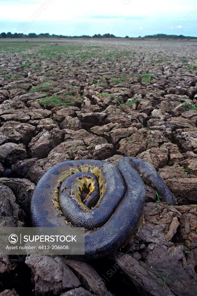 Green Anaconda dying on cracked mud during dry season