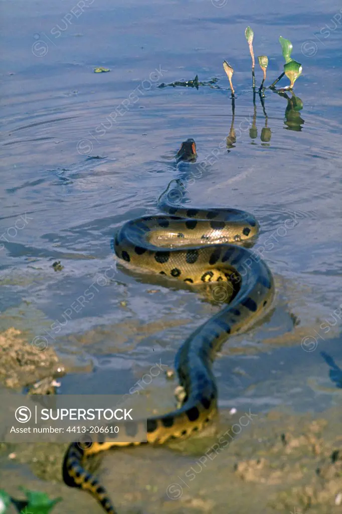 Green Anaconda returning to water Venezuelan Llanos