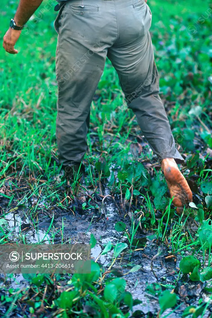Man searching for a green Anaconda Venezuelan Llanos