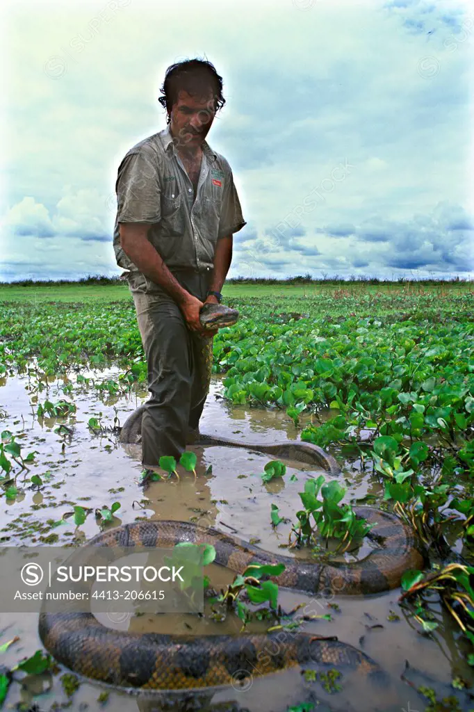Searcher catching for a green Anaconda Venezuelan Llanos