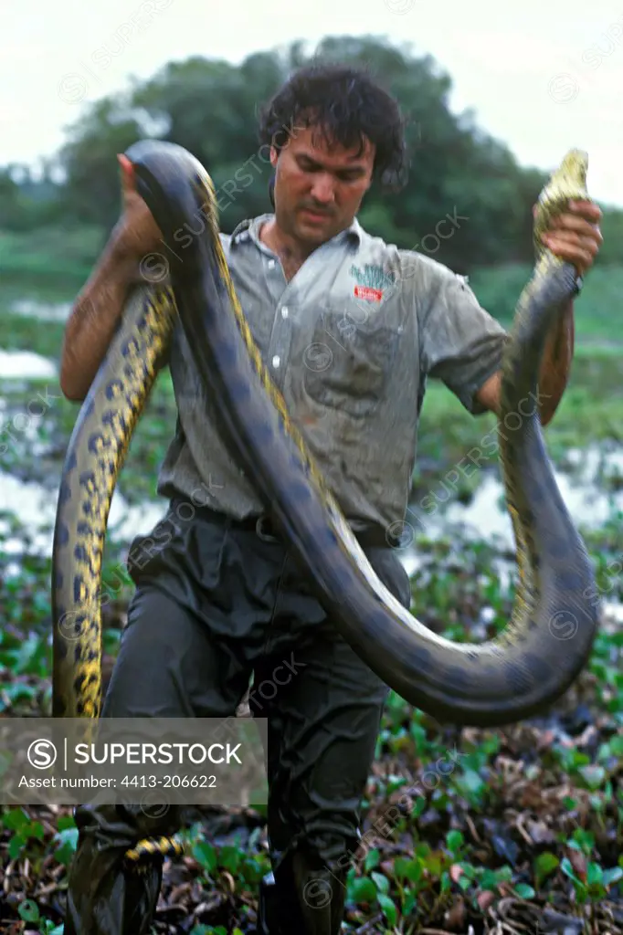 Researcher just catching a green Anaconda Venezuelan Llanos