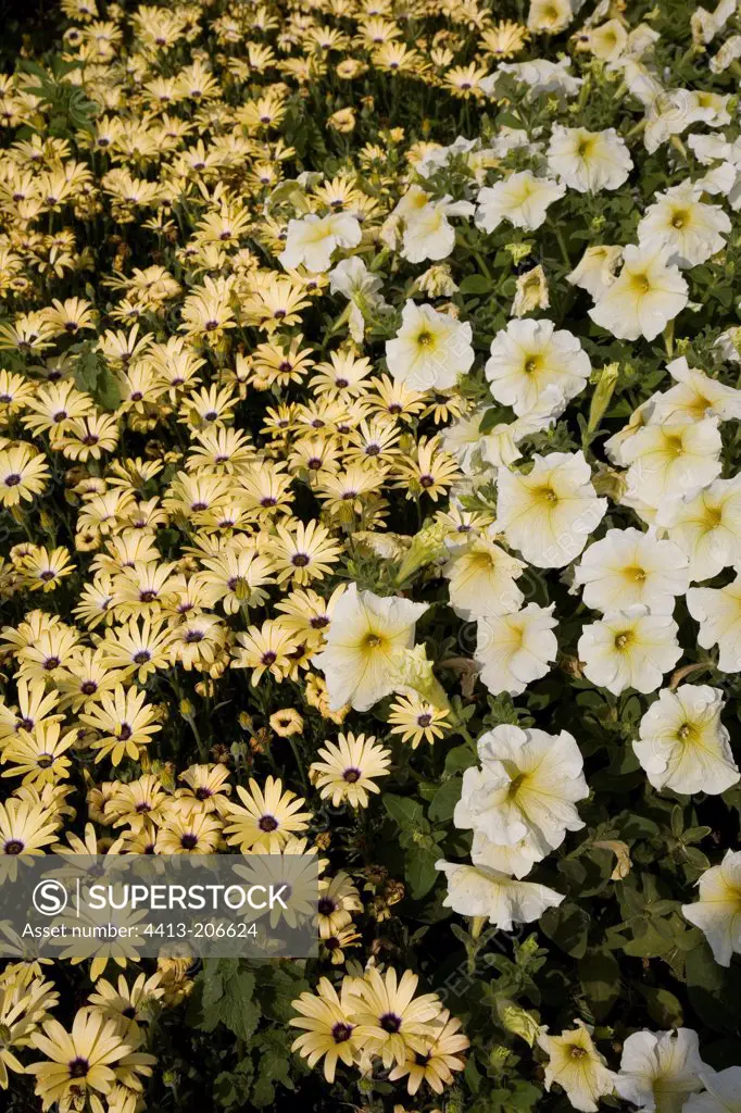 Symphony Cream' daisybushs and Petunia Prism Sunshine '