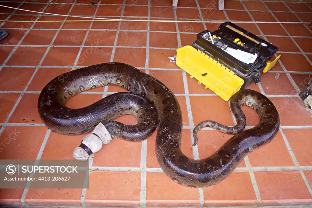 Green Anaconda studied in a biological station Venezuelan
