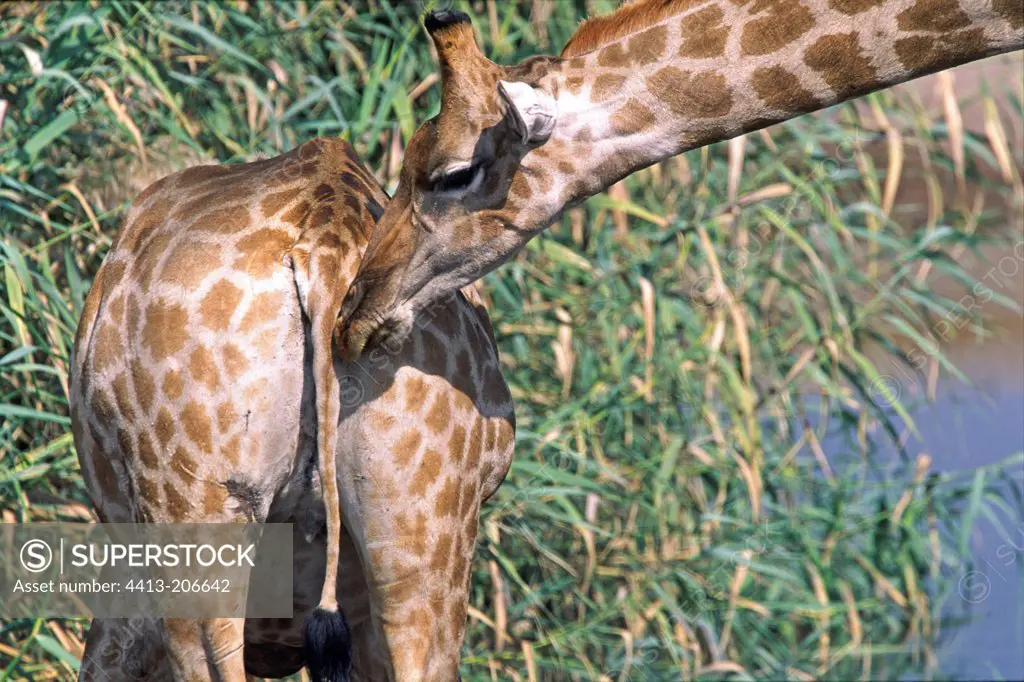 Girafe male testing receptivity of a female Namibia