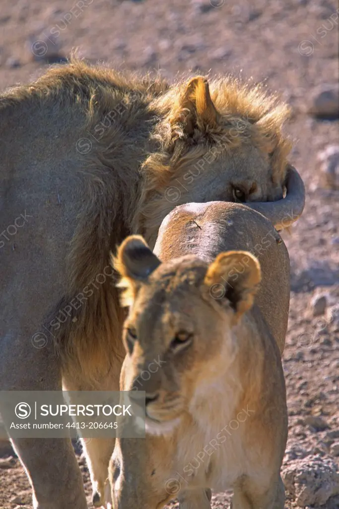 Lion male testing receptivity of a lioness Etosha Namibia