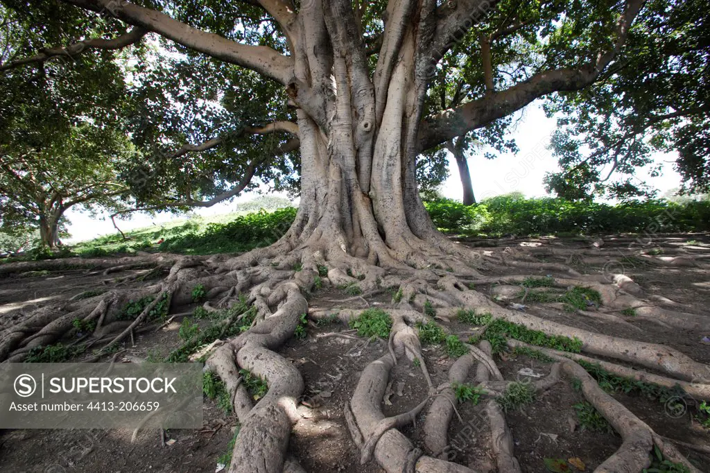 Buttress roots of a fig tree Ethiopia