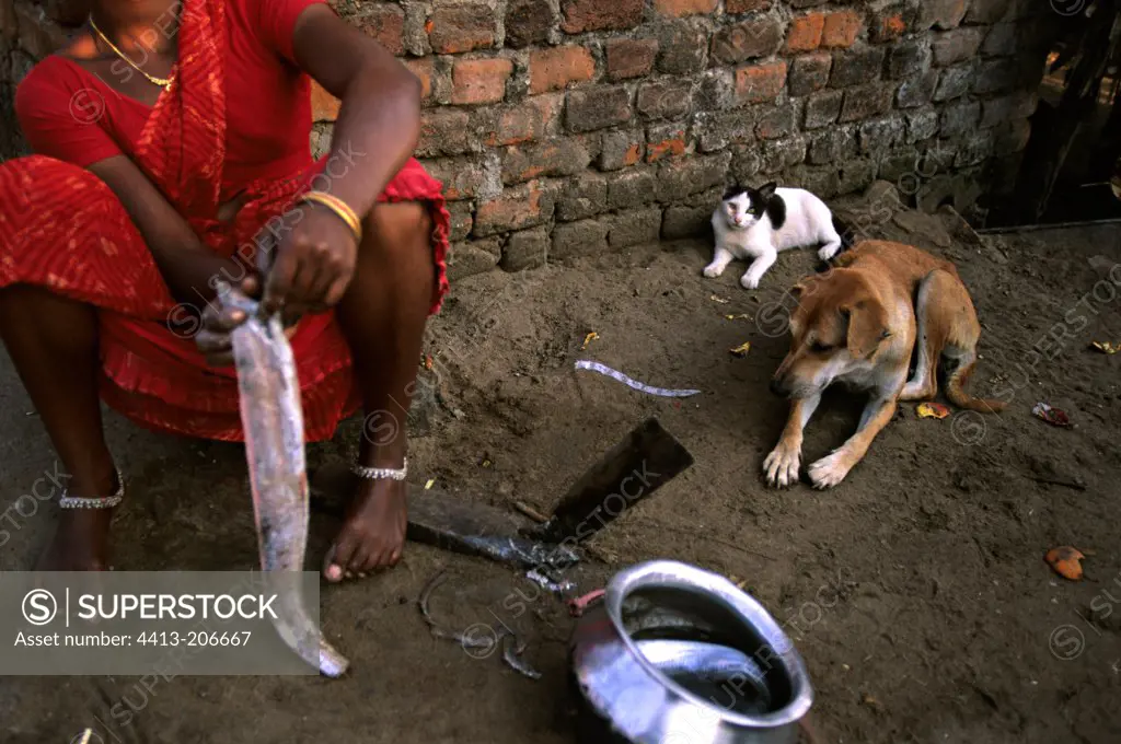 Dog and Cat attracted by a cassolette India