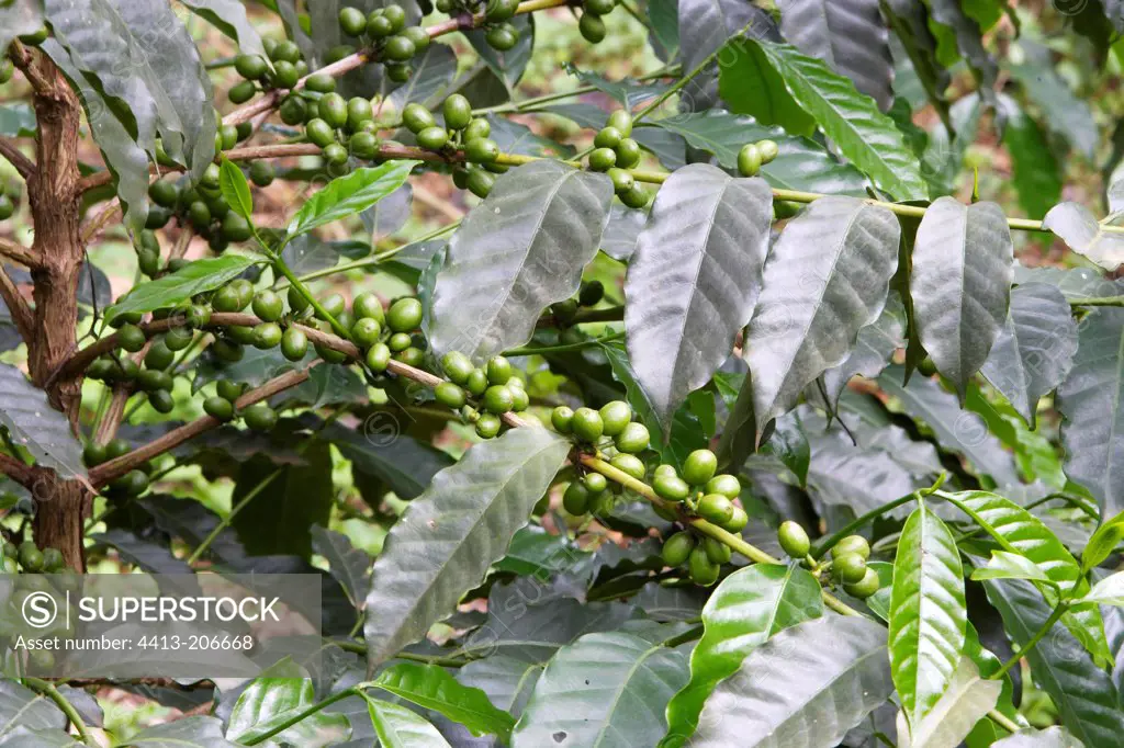 Unripe berries of Coffee tree South of Awassa Ethiopia