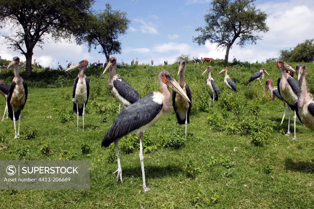 Marabou Storks on the ground Ethiopia