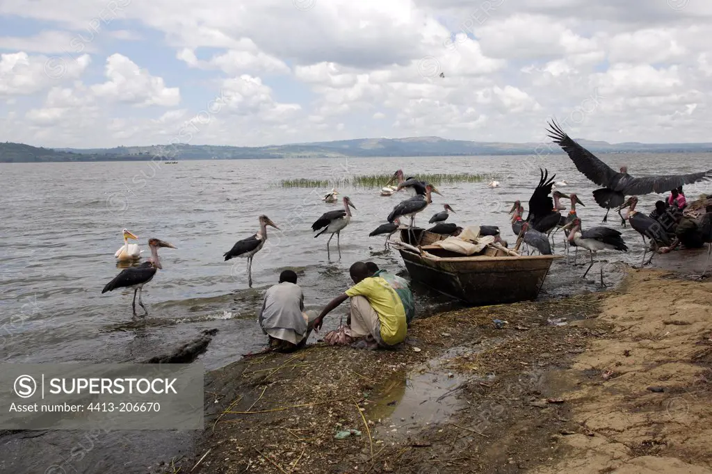 Marabou Storks and pelicans in front of fishermen Ethiopia