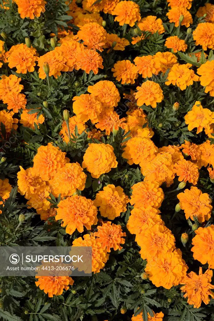 Marigold 'Orange Queen' in a private garden France