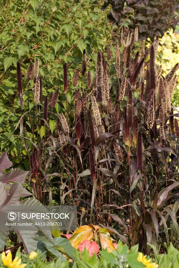 Bullrush Millet 'Purple Majesty' France