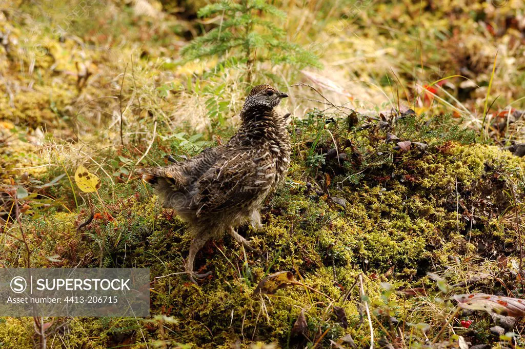 Fledgling of Spruce grouse National Park of Denali Alaska